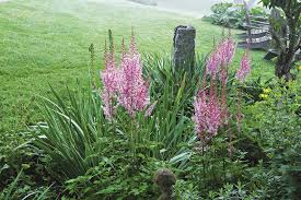 With a variety of sizes, shapes, bloom colors, bloom times, and foliage colors (green or bronze, with either shiny or matte finish), astilbe make perfect neighbors to other perennials. 12 Brilliant Astilbes Finegardening
