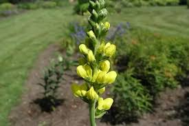 Check spelling or type a new query. 34 Amazing Yellow Perennials For A More Beautiful Garden