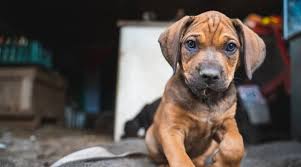 For a small gas fee, we are happy to split up the trip and meet you along the way. Rottweiler Pitbull Mix Pitweiler Breed Information Pictures