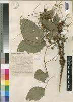 Image result for Cuscuta kilimanjari