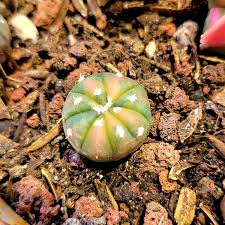 Image result for Thesium asterias