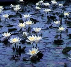 Image result for Nymphaea divaricata