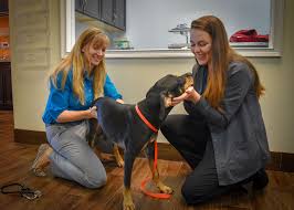 Viera east veterinary center is an animal care facility equipped to handle all medical and surgical needs. Island Animal Hospital At Viera Reviews Facebook