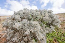 Image result for Macledium