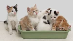 Kedi Kumu Ve Kabi Nasil Olmalidir Petburada Com
