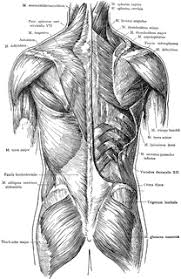 Topographically, the muscles in this group are classed along with the lateral torso in broad terms, the extrinsic muscles of the back are innervated by the ventral branches of the spinal nerves and individual cranial nerves. Posterior View Of The Muscles Of The Trunk Clipart Etc