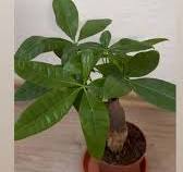 Roots In Green Pachira