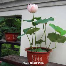 Pin On Bonsai
