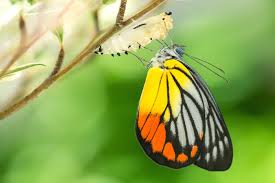 Butterfly spirit animal symbolic meanings. Butterfly Spirit Animal Totem