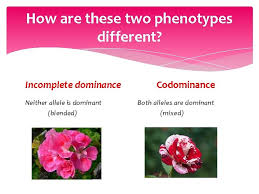 Mehr als 120 campingplätze in frankreich. Nonmendelian Genetics 4 B Incomplete Codominance Multiple Alleles