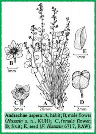 Image result for Andrachne