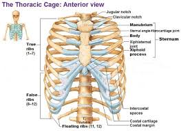 The ribs form the main structure of the thoracic cage protecting the thoracic organs, however their main function is. How Many Ribs Does The Human Body Have What Are False Ribs Socratic