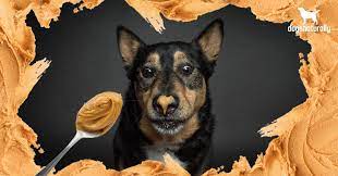 Apr 18, 2021 · generally speaking, smaller dogs should get no more than 1/2 a tablespoon of peanut butter per day. Can Dogs Eat Peanut Butter Here Are 5 Reasons You Should Avoid It