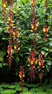 Image result for Thunbergia mysorensis