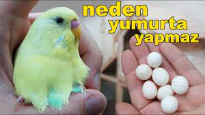 muhabbet kusu neden yumurta yapmiyor 14 nedeni youtube