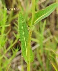 Image result for Sonchus schweinfurthii
