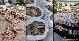 As the illegal wildlife trade flourishes along new trade routes to china, the endangered pangolin is disappearing from sindh, one of pakistan's biggest provinces. 8otrj4ig9hdchm