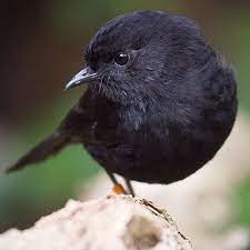Robin black the frontman had previously lived in manitoba, performing with the band ballroom zombies. Black Robin Petroica Traversi Chatham Islands Off The East Coast Of New Zealand Pet Birds Nz Birds Beautiful Birds