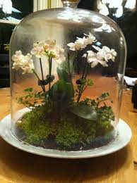 Orchid Terrarium Orchid Terrarium Orchids Garden Terrarium