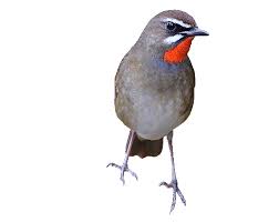 Animated Gif Bird Is The Word Gif Https Encrypted Tbn0 Gstatic Com Images Q Tbn 3aand9gcrxfjx74nfobx2uuaghswzhtc4x5cymcqbdpg Usqp Cau