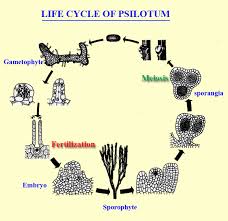 Image result for Psilotum