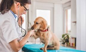 Our kit has everything a good vet needs—including bandages, a thermometer, a stethoscope…even office supplies like signs and forms! Average Cost Of Vet Visit For Dog What Should I Expect To Pay