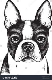 Black And White Boston Terrier Pictures Black And White Vector Sketch Of A Fawn Boston Terrier S Face Boston Terrier Art Dog Drawing Dog Art