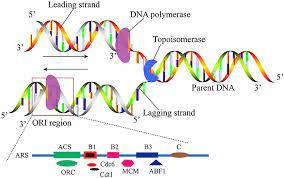 Illustration dna spin futuristic digital background,abstract background for science. Frontiers Recent Advances On The Machine Learning Methods In Identifying Dna Replication Origins In Eukaryotic Genomics Genetics