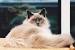 Baby Long Haired Siamese Kitten