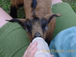 Bottle Feeding 101 Goat Spots