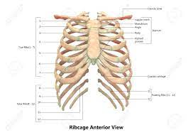 The ribs are part of the axial skeleton and are classified as flat bones. Human Skeleton System Rib Cage Anatomy Anterior View Stock Photo Picture And Royalty Free Image Image 92995434