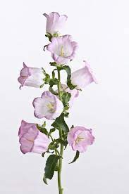 Pin By Leah Teague On Kate R Azalea Flower Campanula Flowers Campanula