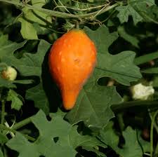 Image result for Momordica balsamina