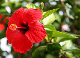 Malaysian Flower Hibiscus Rosa Sinensis Hibiscus Flowers Gudhal Flower