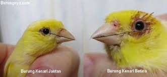 Untuk anda pecinta burung pastinya sudah mengenal burung. Ciri Ciri Kenari Jantan Dan Cara Membedakan Kenari Jantan Terlengkap