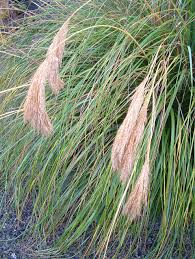 Image result for Chrysochloa