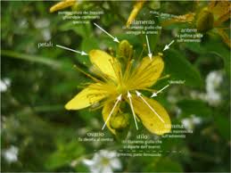 Proprietà e caratteristiche di questa pianta spontanea. Perforatum Wikibotanica