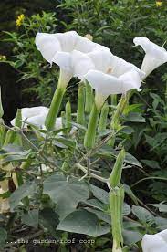 Pin On Angel Trumpet
