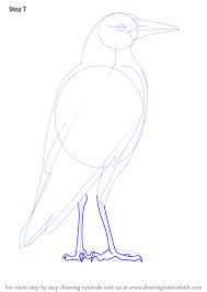 Learn How To Draw An Australian Magpie Birds Step By Step Drawing Tutorials Magpie Art Flower Art Drawing Bird Drawings