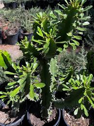 Image result for Euphorbia zambesiana
