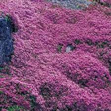 Red Creeping Thyme Colorful And Fragrant Ground Cover For Difficult Areas Easy To Grow And Tolerates Creeping Thyme Red Creeping Thyme Flowers Perennials