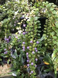 Image result for Achyrospermum ciliatum