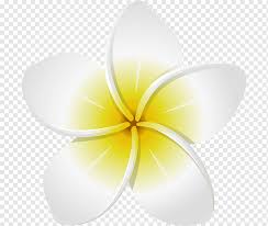Check spelling or type a new query. Frangipani Png Images Pngwing