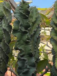 Check spelling or type a new query. Cereus Forbesii Spiralis Cactus Espiral Etsy