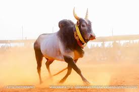 1080p Images Jallikattu Kaalai Images Hd 1080p Watch hd movies online free with subtitle. jallikattu kaalai images hd 1080p