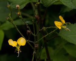 Image result for Aneilema aequinoctiale