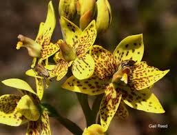 Image result for Landolphia villosa