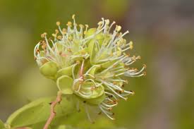 Image result for Brachystegia spiciformis