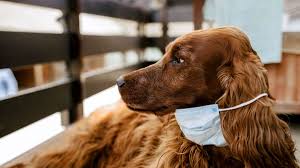 Maybe you would like to learn more about one of these? Pet Rescue Groups Say That More Pets Are Being Abandoned Due To The Pandemic Salon Com