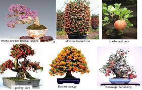 Check spelling or type a new query. Fruit Bearing Bonsai Trees Luv2garden Com